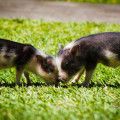 Posh piglets. The Ritz-Carlton adopted these teensy guys (gals?) and are raising them in their Jean-Michel Cousteau Ambassadors of the Environment Center. Not to eat, or anything. Just to look cute. © 2012 Sugar + Shake